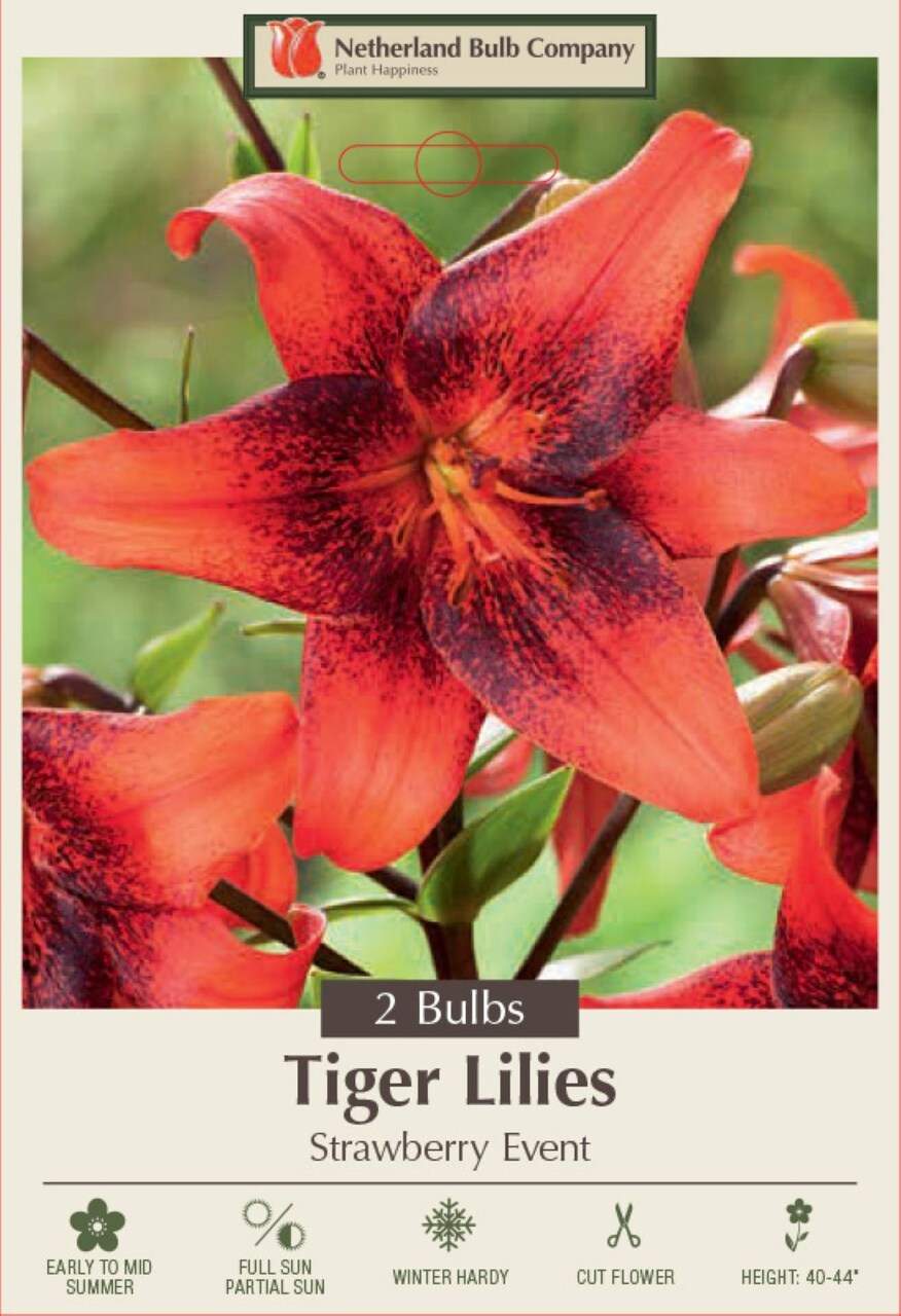 Strawberry Event Tiger Lily - 2 Bulbs 14/16cm - Bright Red Peppered Black